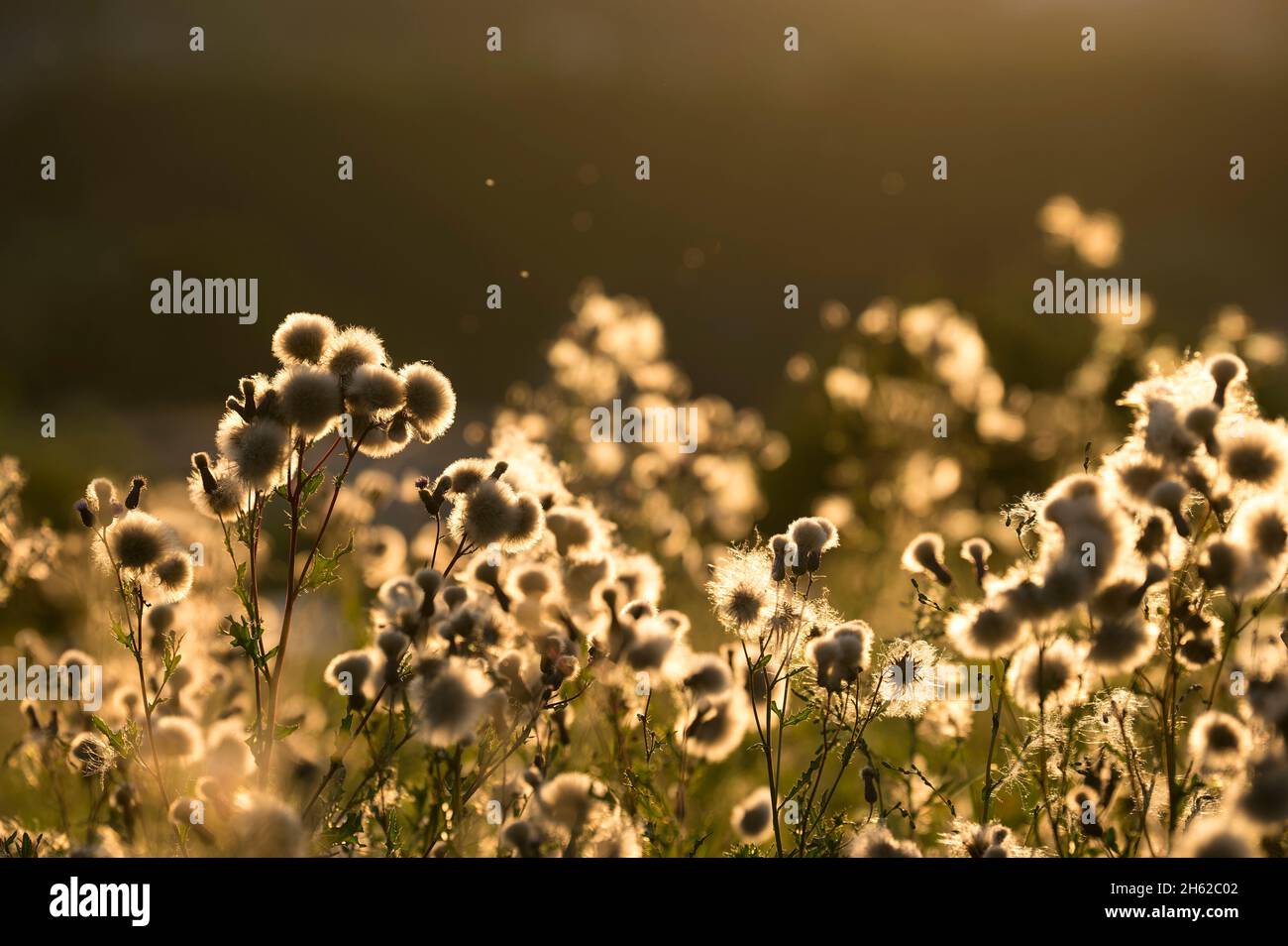 field thistle (cirsium arvense),seed pods glow in the backlight,evening light,germany Stock Photo