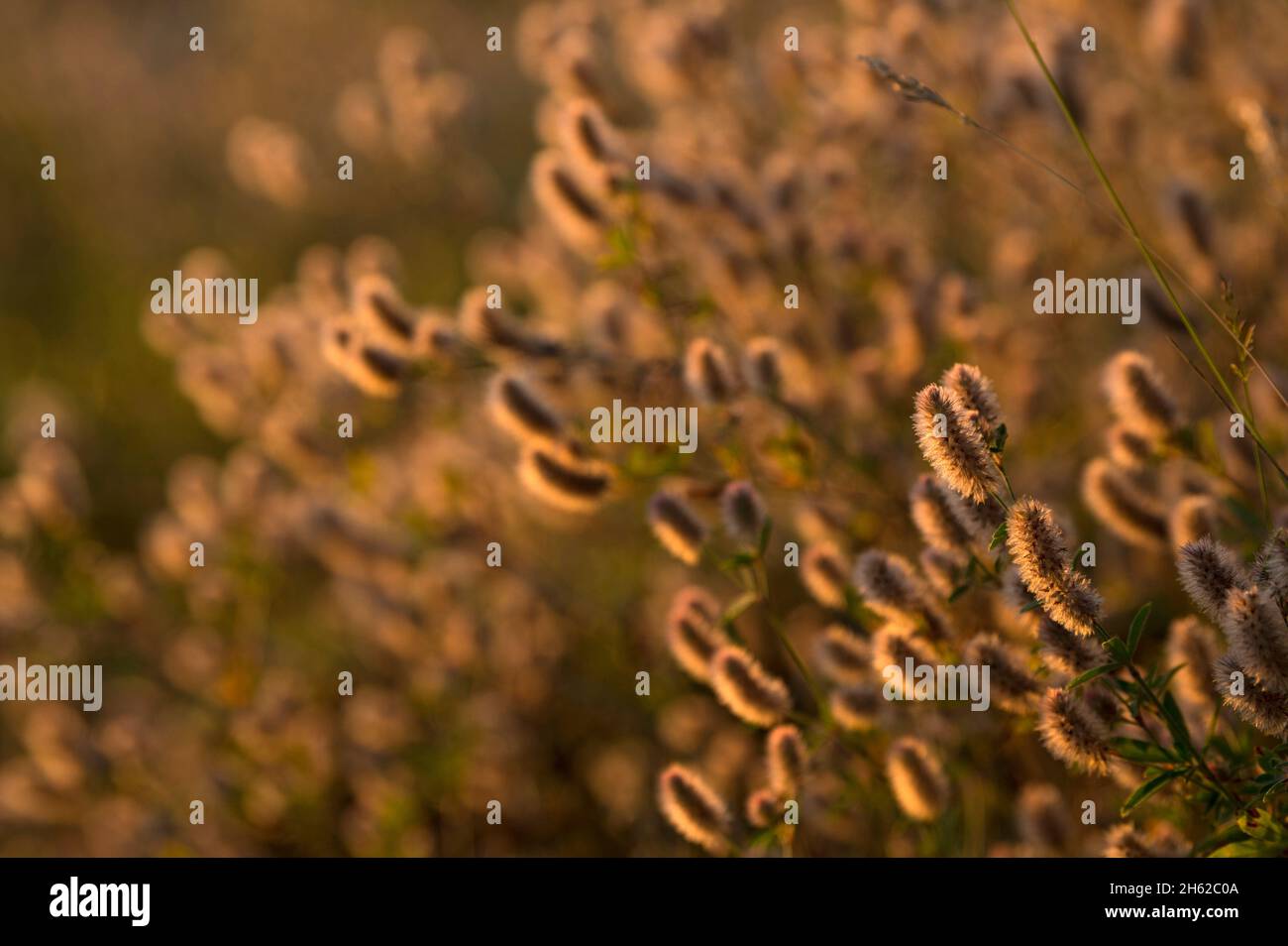 hare clover (trifolium arvense),inflorescences glow in the backlight,evening light Stock Photo