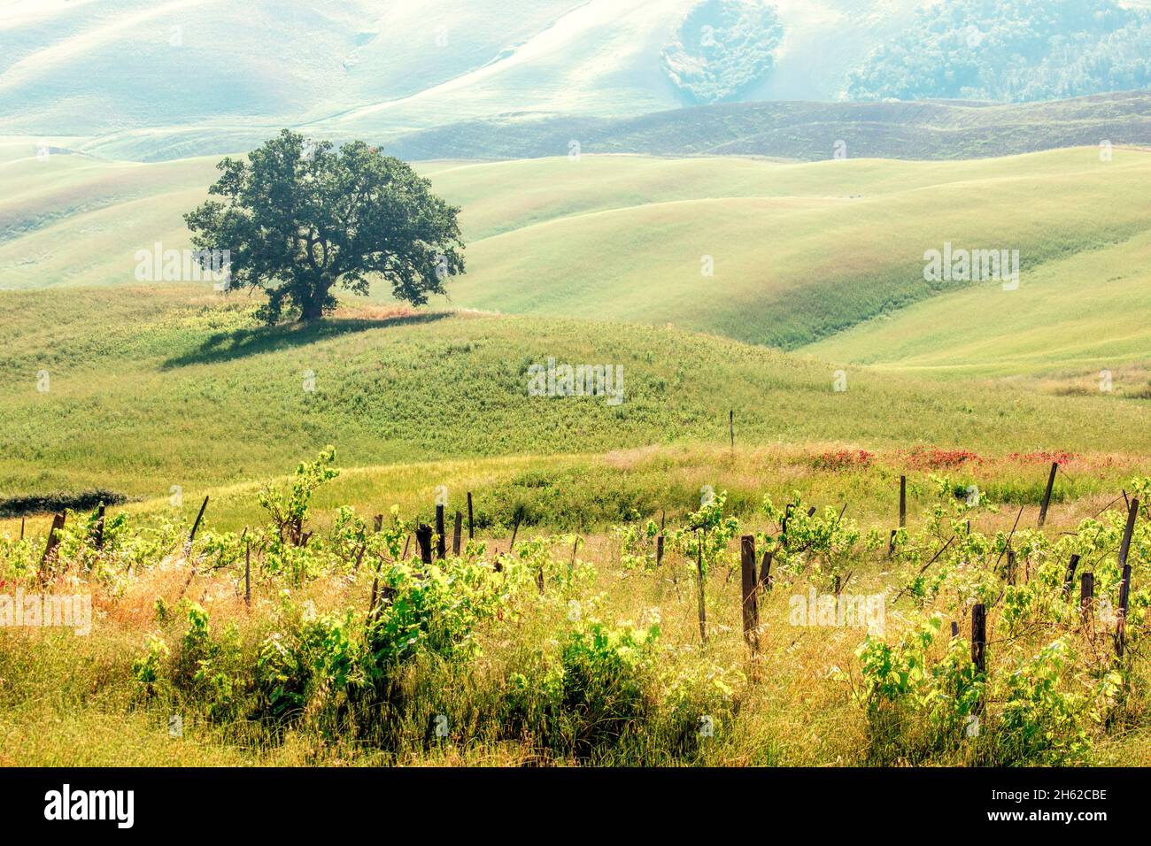 lonely tree in the green of the rolling hills of crete senesi,asciano,siena,tuscany Stock Photo