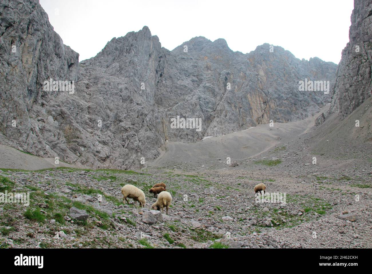 dammkar at the side the four-car with mountain sheep,atmospheric,evening sky,europe,germany,bavaria,upper bavaria,isar valley,werdenfelser land Stock Photo