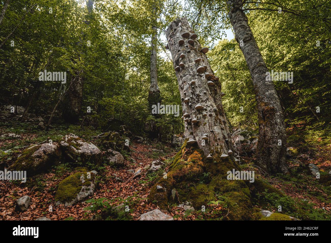 tree stump overgrown with tree fungi and moss stretches towards the canopy of a forest,montenegro,prokletije national park Stock Photo
