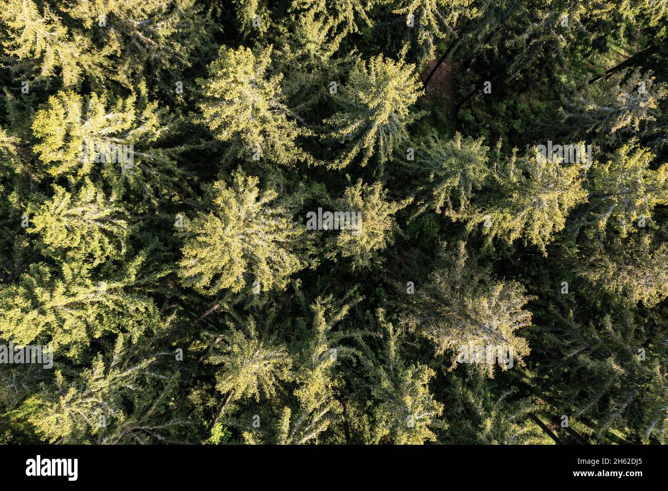 germany,thuringia,ilmenau,gehren,forest,aerial view,top view Stock Photo