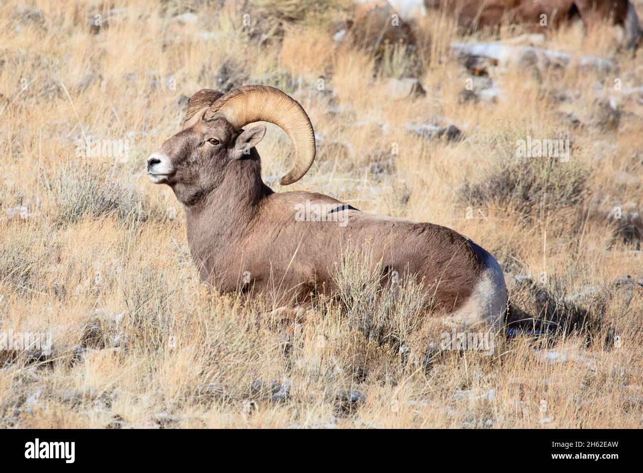 Rocky Mountain Bighorn Sheep Ram (Ovis canadensis) in grass in Grand Teton National Park, Wyoming Stock Photo