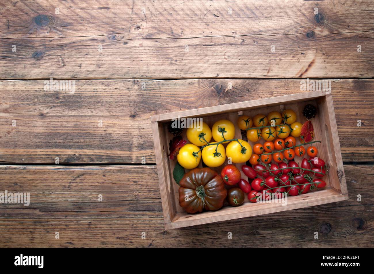 Wooden box with colourful selection of tomatoes, assorted varieties including borange, monterosa and heriloom Stock Photo
