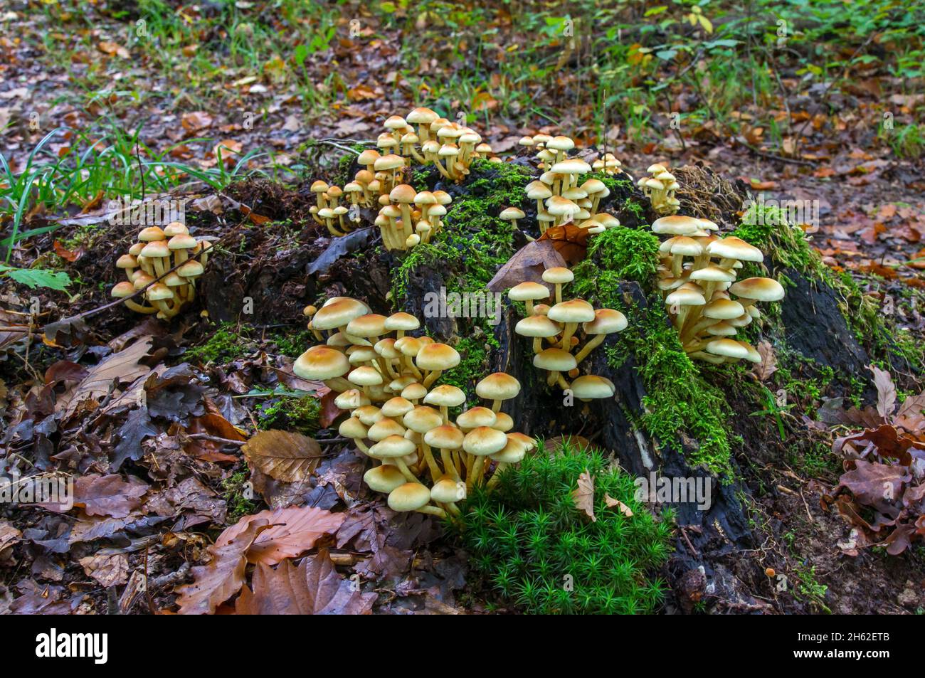 the green-leaved sulfur head is a leaf mushroom from the genus sulfur heads. Stock Photo
