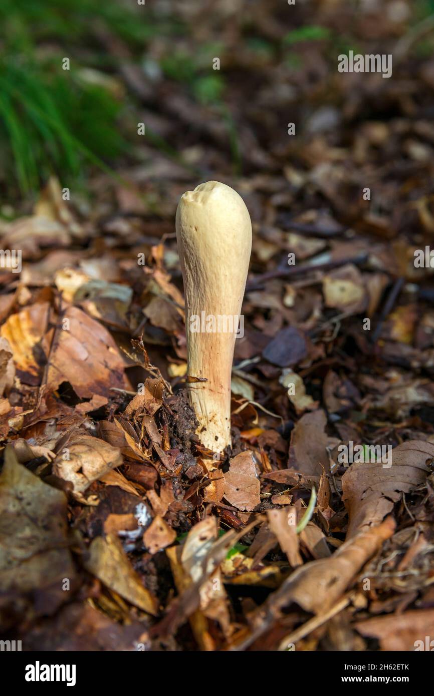 pepperwood fungus,clavariadelphus pistillaris,inedible Stock Photo