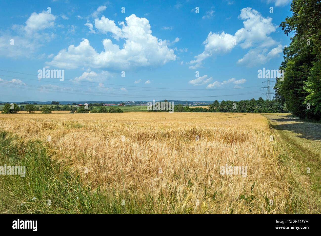germany,baden-wuerttemberg,reutlingen - reicheneck,grain field Stock ...