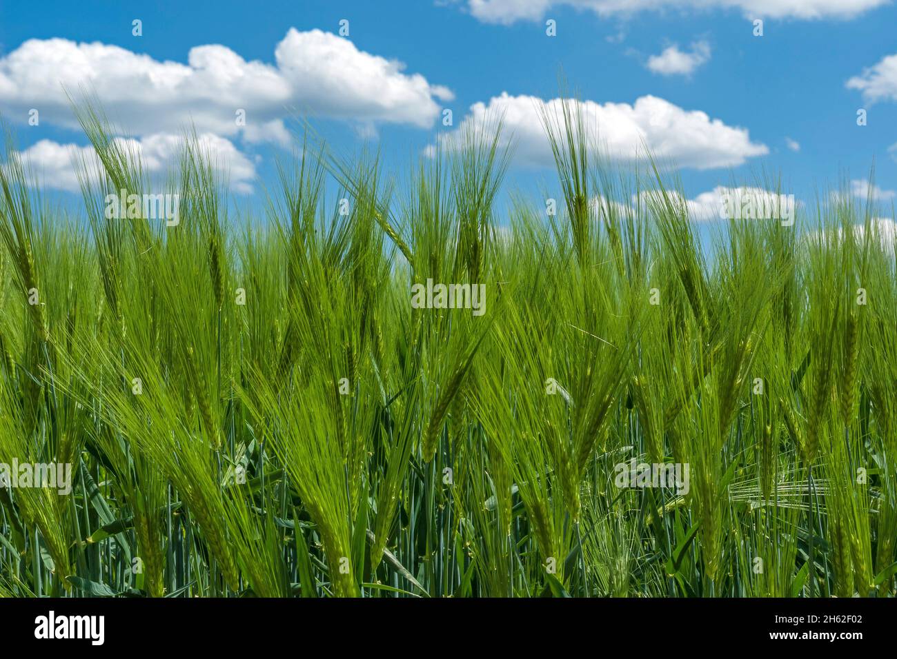 barley is a type of plant belonging to the genus barley within the sweet grass family. Stock Photo