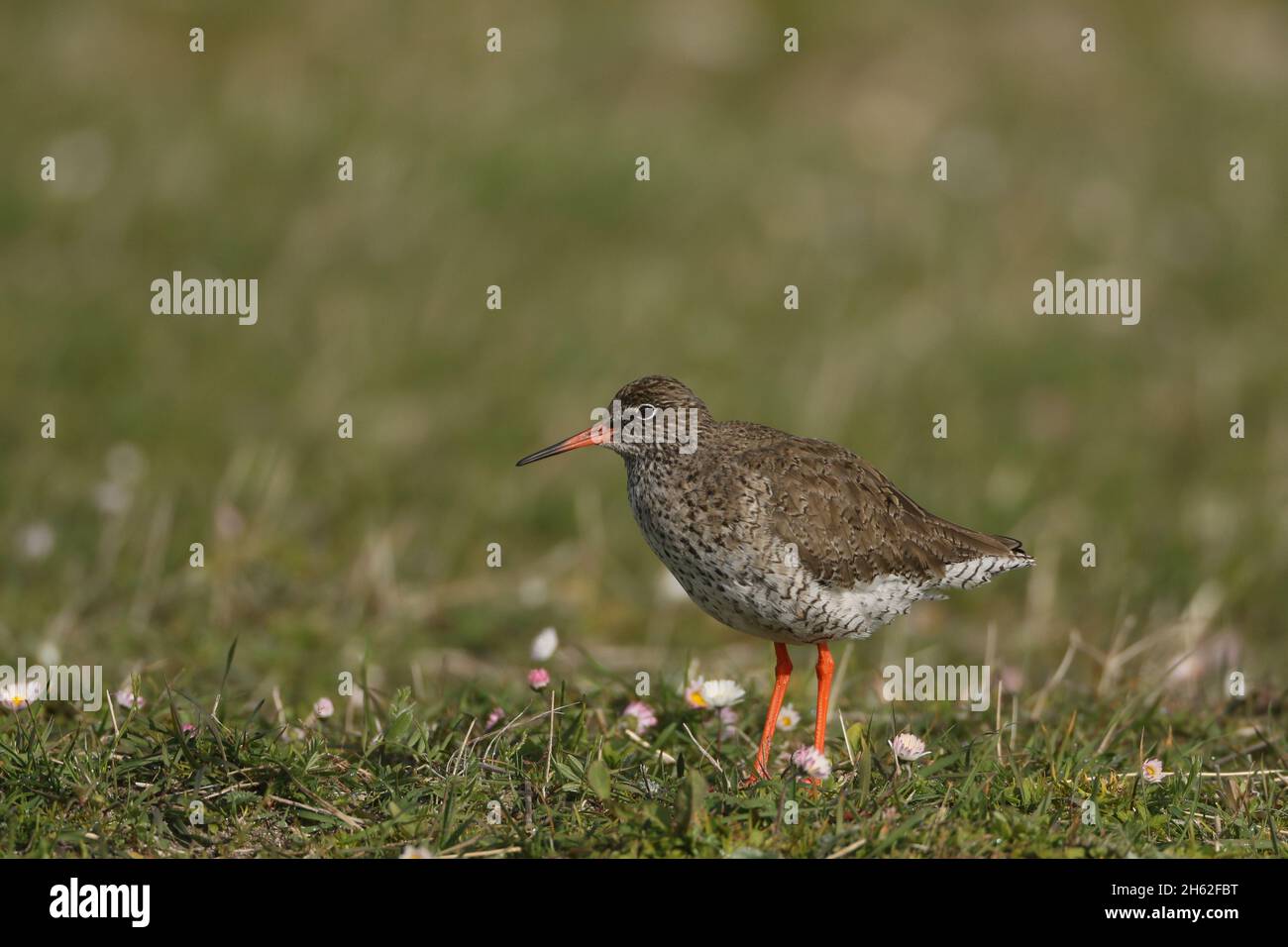 Redshank is a medium sized wader, common in the UK, obvious with red legs and long bill. Stock Photo