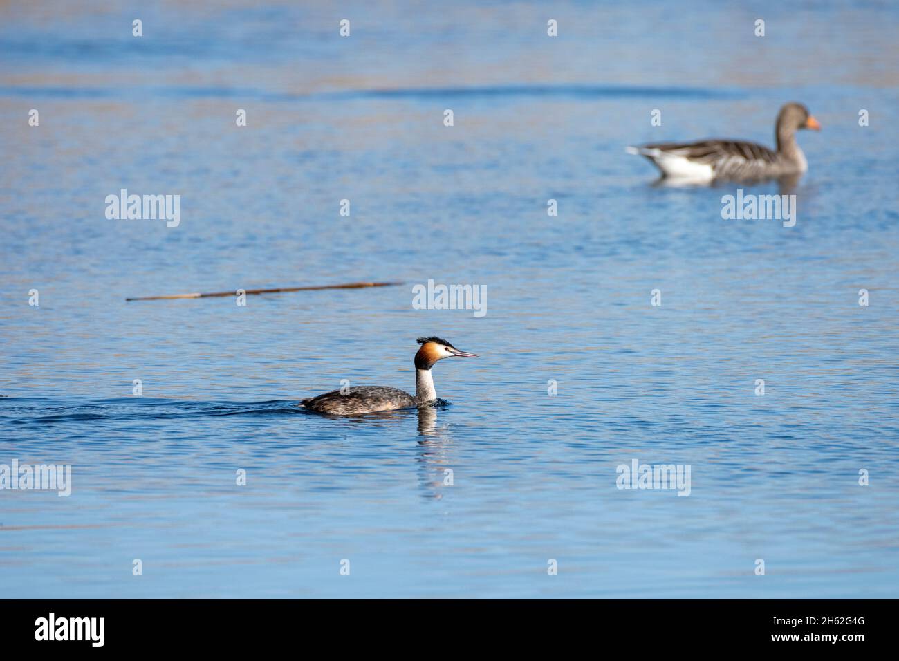 the great crested grebe (podiceps cristatus) species of bird of the grebes family (podicipedidae). Stock Photo