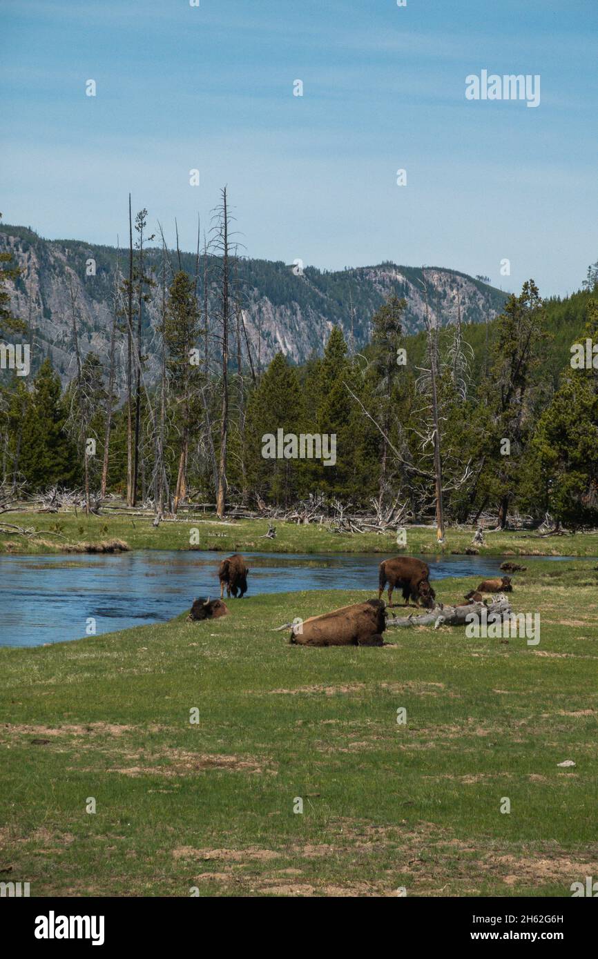 A herd of bison grazing by the Gibbon River in Yellowstone Stock Photo ...