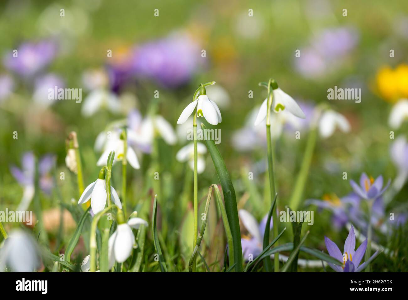 snowdrop (galanthus) family of the amaryllis family (amaryllidaceae). Stock Photo