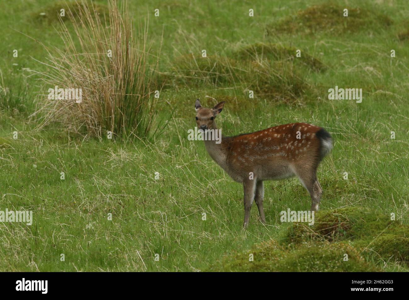 Sika deer doe, image taken in typical habitat of grasses and sedges near to coniferous woodland.  Yellow brown fur with white spots and a small head. Stock Photo