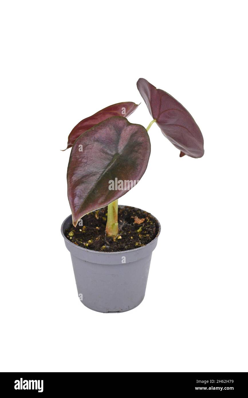 Small exotic 'Alocasia Azlanii' houseplant with metallic red leaves in pot on white background Stock Photo
