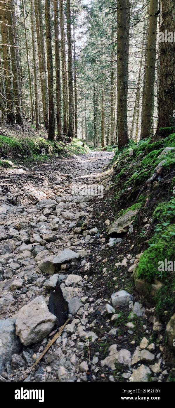 forest floor destroyed by heavy machinery and water Stock Photo