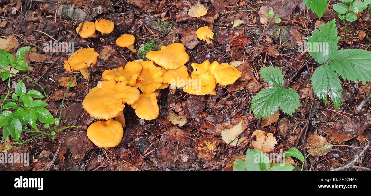 group of chanterelles Stock Photo Alamy