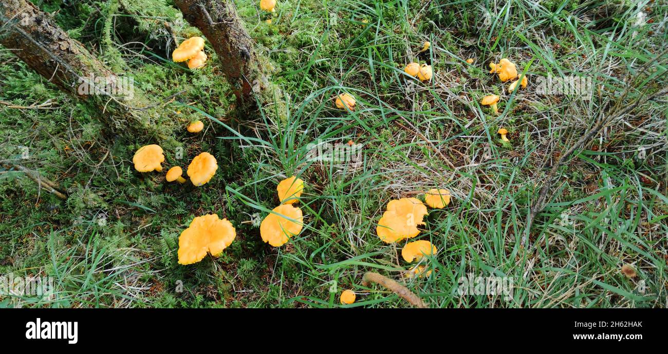 group of chanterelles Stock Photo Alamy