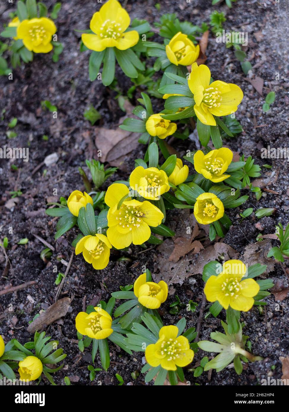 winterlings (eranthis hyemalis) in flower Stock Photo