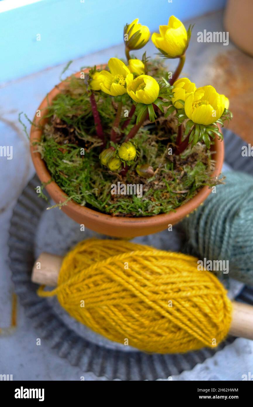 winterlings (eranthis hyemalis) in a pot,decorative with yellow wool Stock Photo