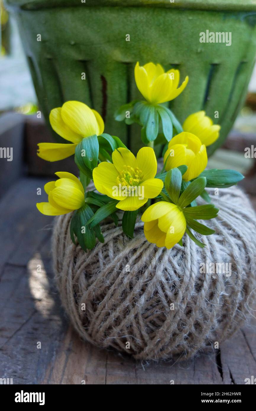 winterlings (eranthis hyemalis),decorative in a ball of wool as a vase Stock Photo