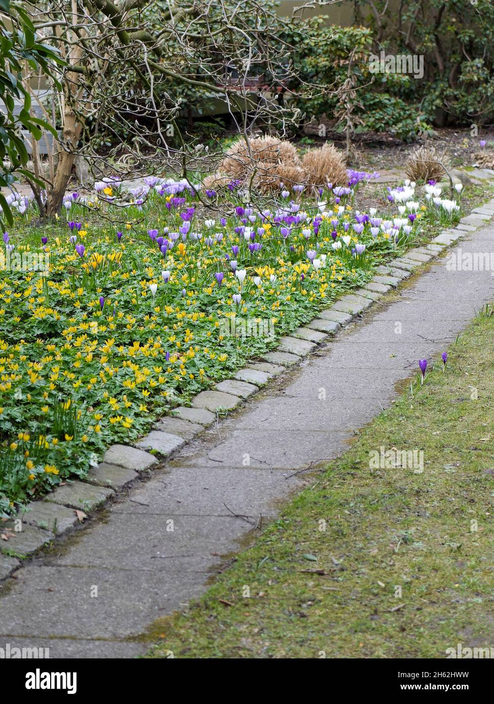 winterlings (eranthis hyemalis) and crocuses by the wayside Stock Photo