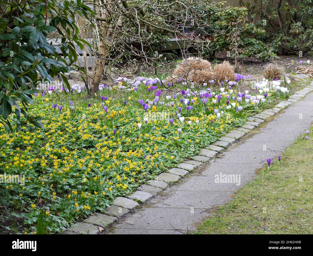winterlings (eranthis hyemalis) and crocuses by the wayside Stock Photo