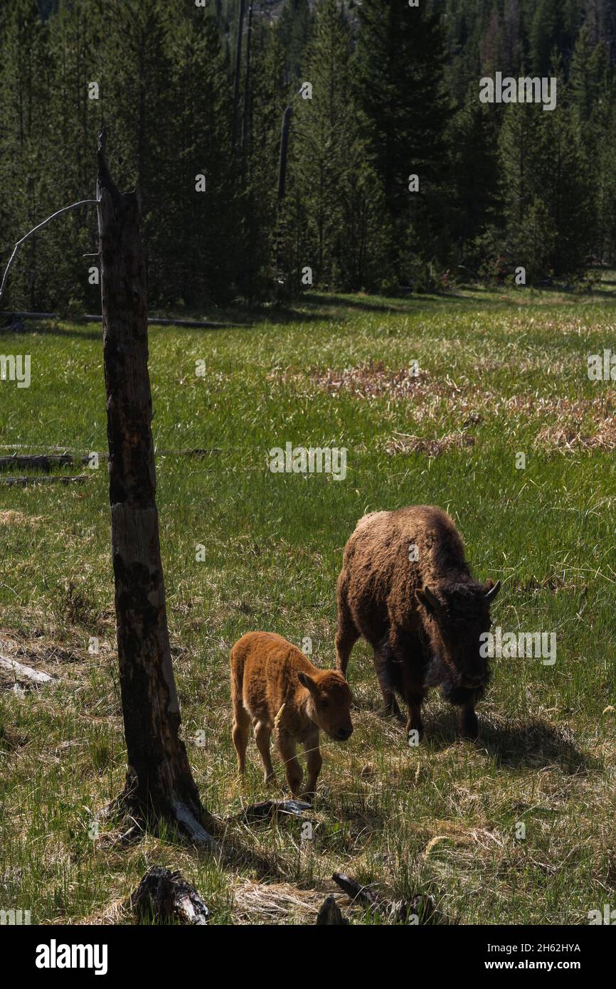 A bison and her calf grazing in a field in Yellowstone Stock Photo - Alamy