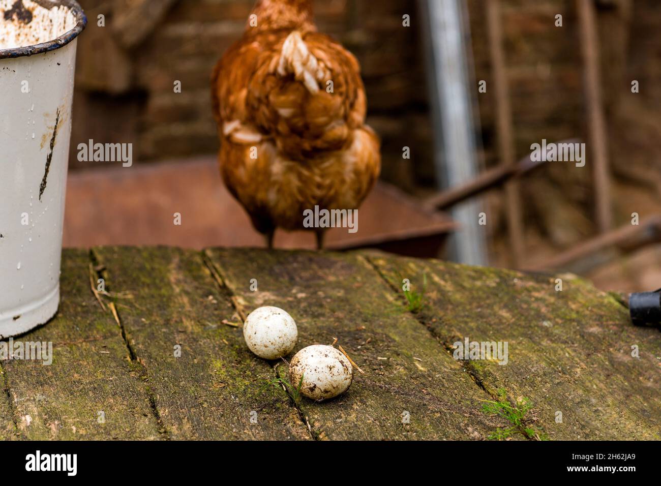 a chicken and two eggs,mecklenburgwestern pomerania,germany Stock