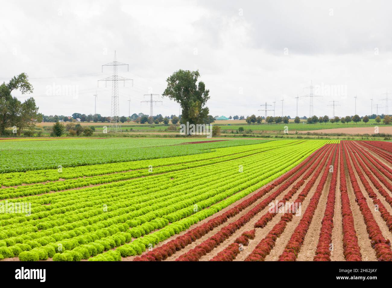 lamb's lettuce,lollo bionda and lollo rosso,lower saxony,germany Stock Photo