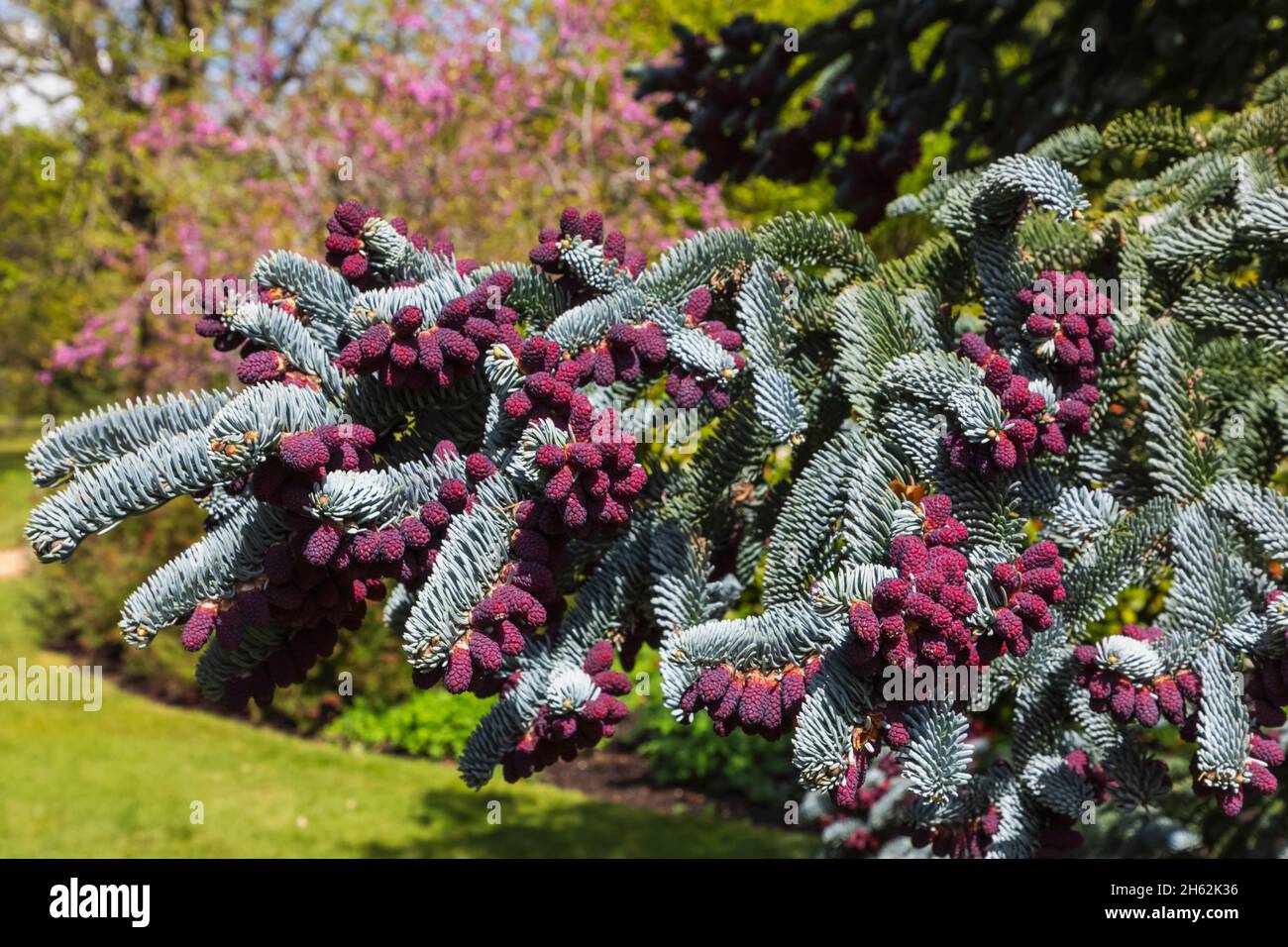 england,isle of wight,east cowes,osborne house,the palatial former home of queen victoria and prince albert,detail of tree branch in flower Stock Photo