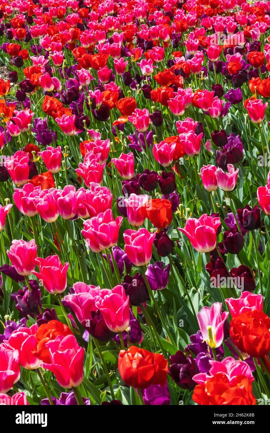 england,hampshire,romsey,ampfield,hillier gardens,colourful rhododendrons in bloom Stock Photo