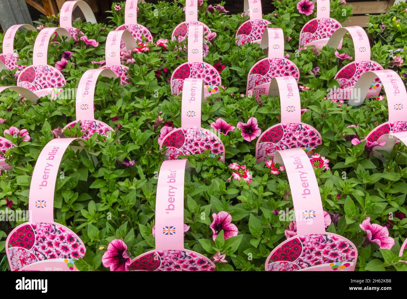 Garden centre flowers display hi-res stock photography and images - Alamy