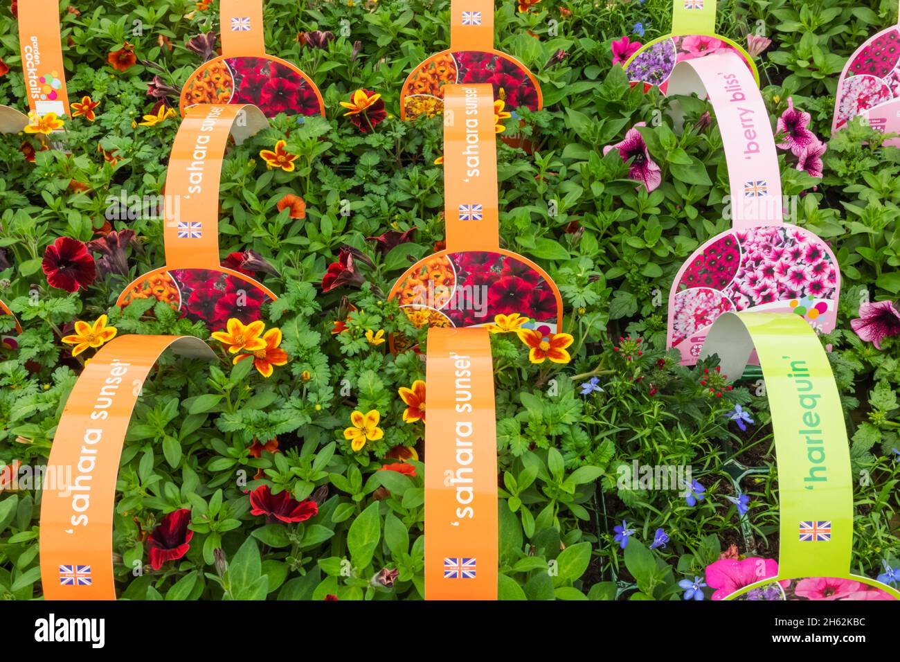 england,hampshire,romsey,braishfield,hillier garden centre,display of