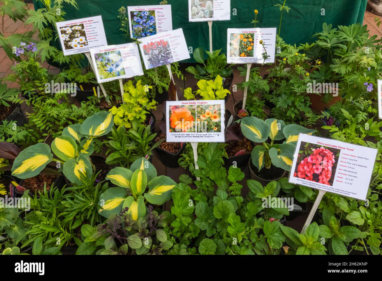 Potted plants display hi-res stock photography and images - Alamy