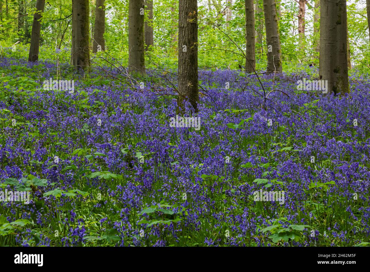 england,hampshire,hinton ampner,bluebell woods Stock Photo