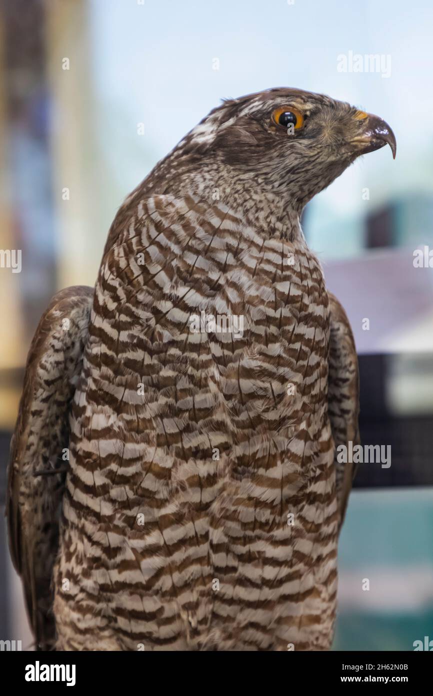 england,hampshire,portsmouth,southsea,cumberland house natural history museum,display of a goshawk Stock Photo