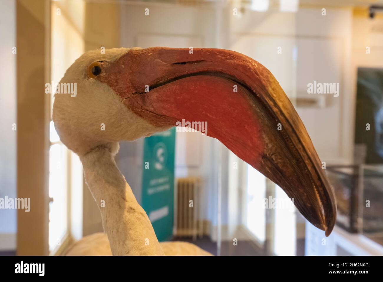 england,hampshire,portsmouth,southsea,cumberland house natural history museum,exhibit of a pelican Stock Photo