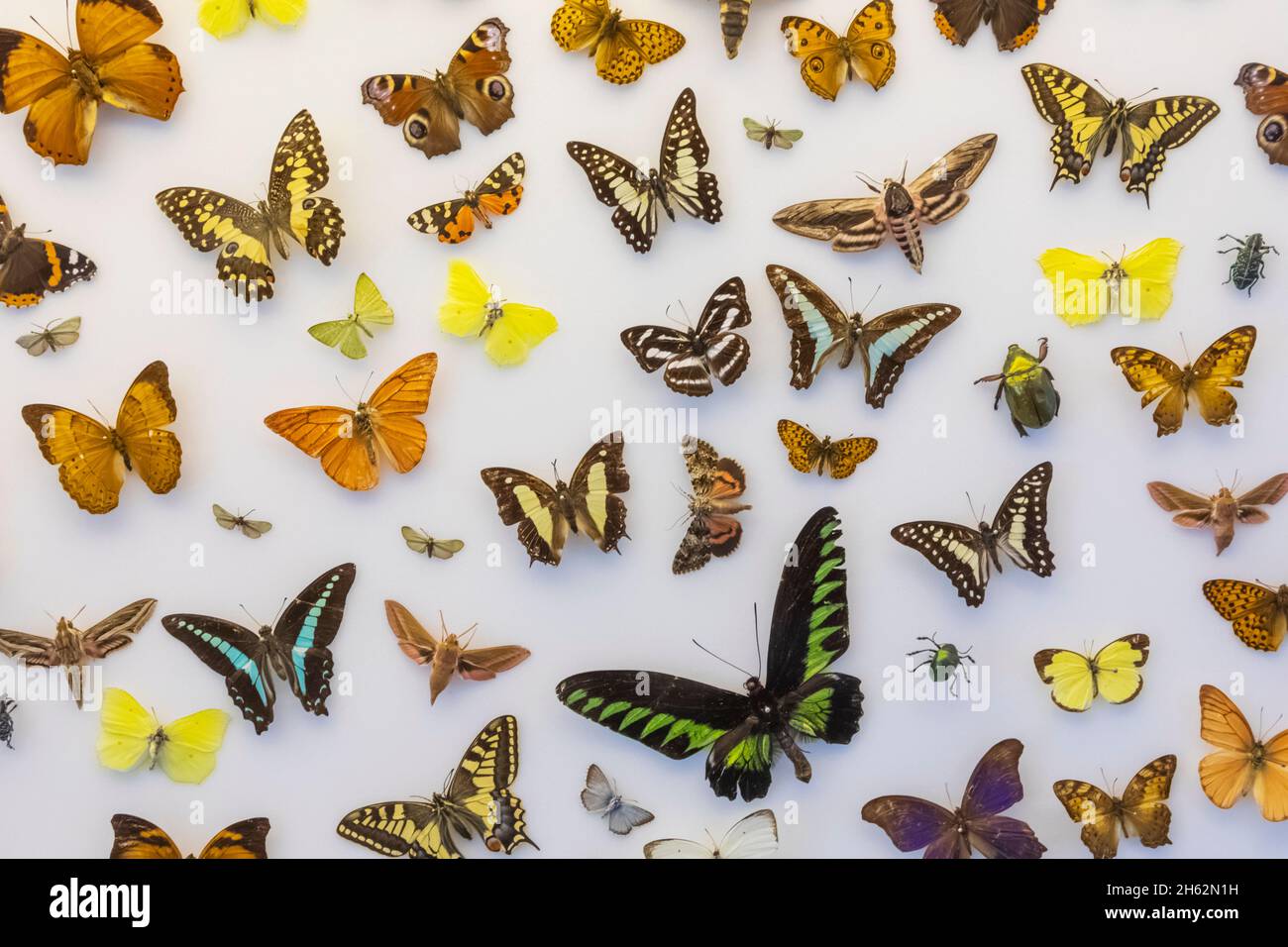 england,hampshire,portsmouth,southsea,cumberland house natural history museum,colourful display of butterflies Stock Photo