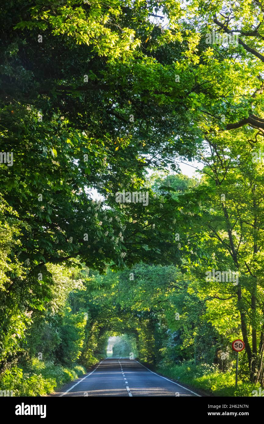 Empty tree hi-res stock photography and images - Alamy