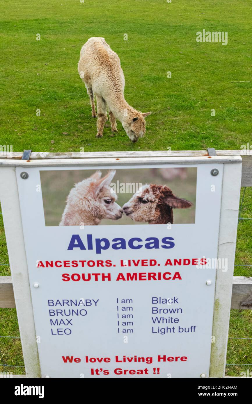 england,hampshire,new forest,new milton,the sammy miller motorcycle museum,the animal farm,alpaca Stock Photo