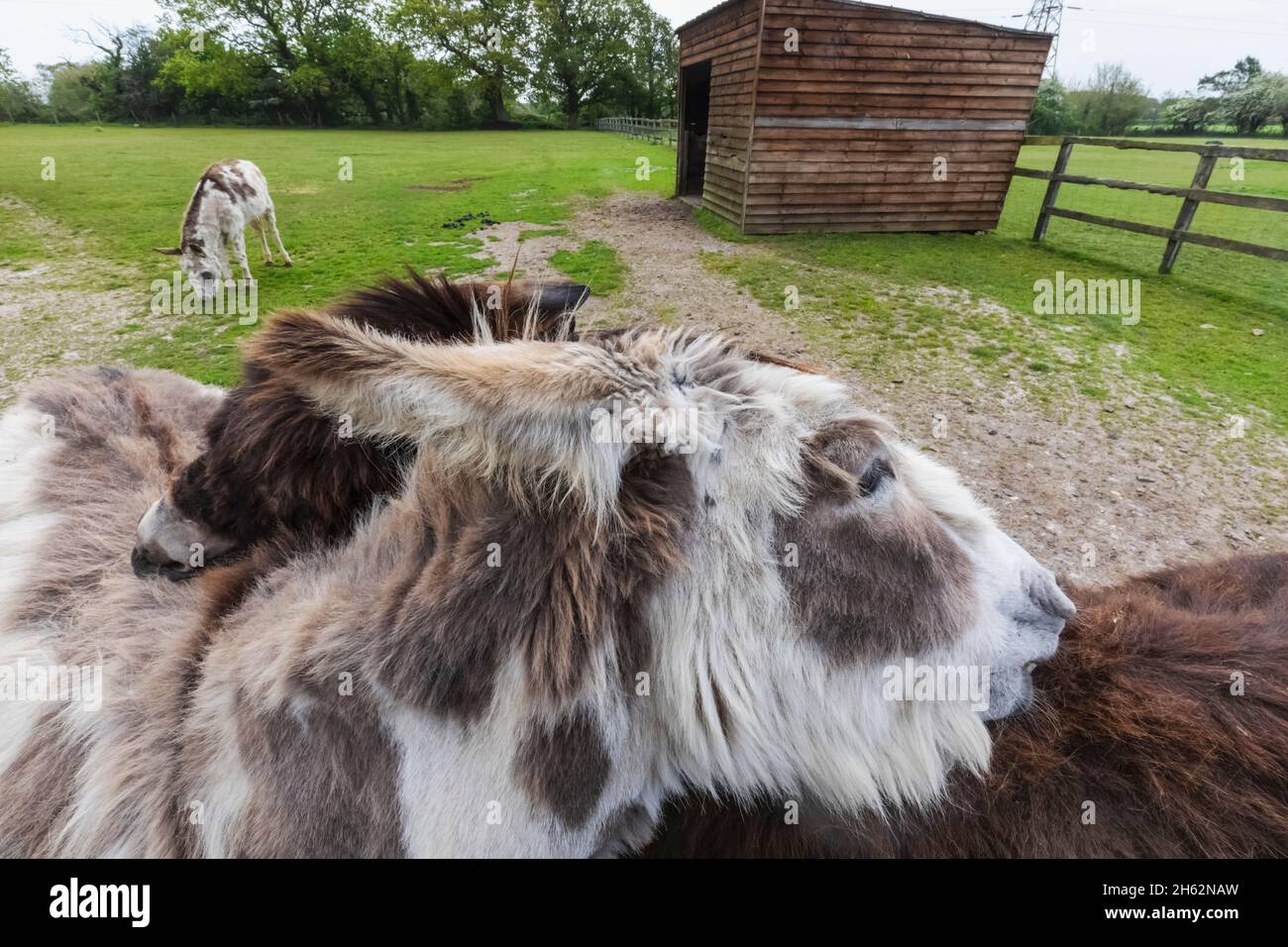 england,hampshire,new forest,new milton,the sammy miller motorcycle museum,the animal farm,donkeys Stock Photo