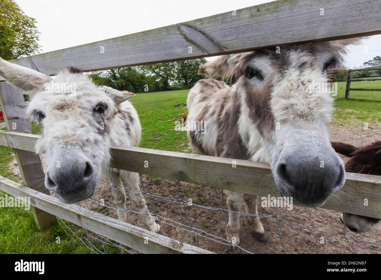england,hampshire,new forest,new milton,the sammy miller motorcycle museum,the animal farm,donkeys Stock Photo