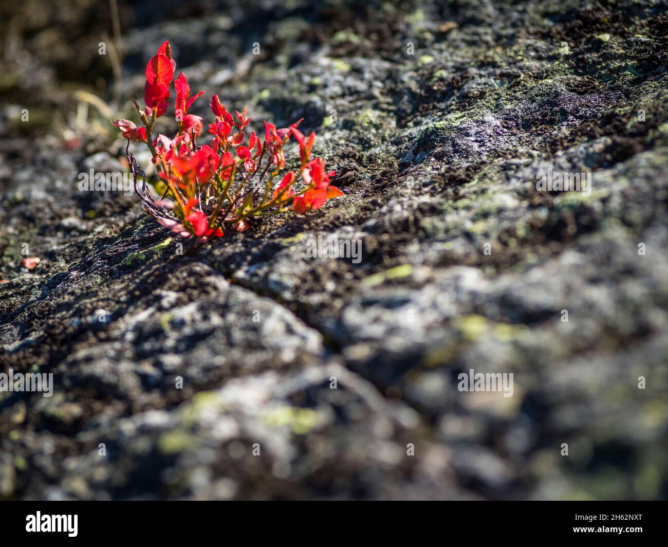 small plant with red leaves on stone Stock Photo