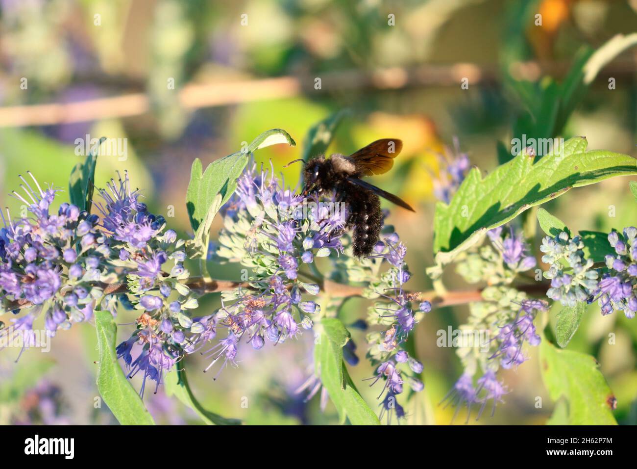 carpenter bee (xylocopa violacea) on bluebeard flower (caryopteris ã— clandonensis) Stock Photo