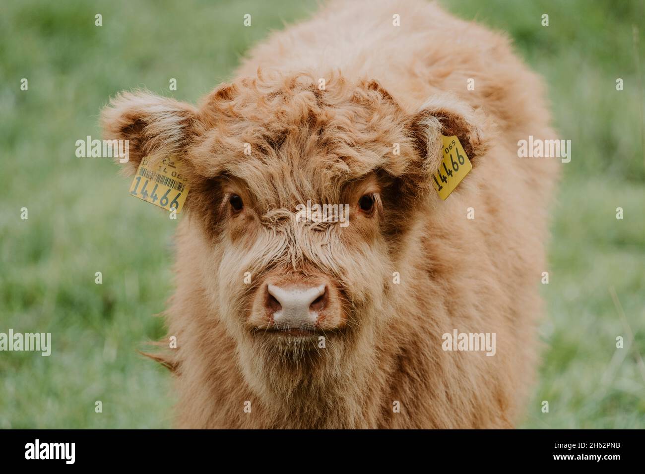 scottish highland cattle,calf,leipzig,saxony,germany,spring Stock Photo