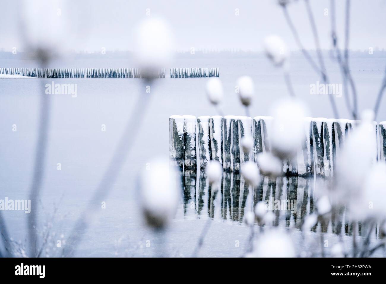 groyne,wild teasel,dipsacus sylvestris,snow,germany,winter Stock Photo