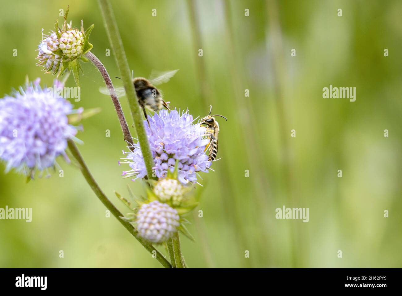 bee,common devil bite,succisa pratensis,leipzig,saxony,germany,summer Stock Photo