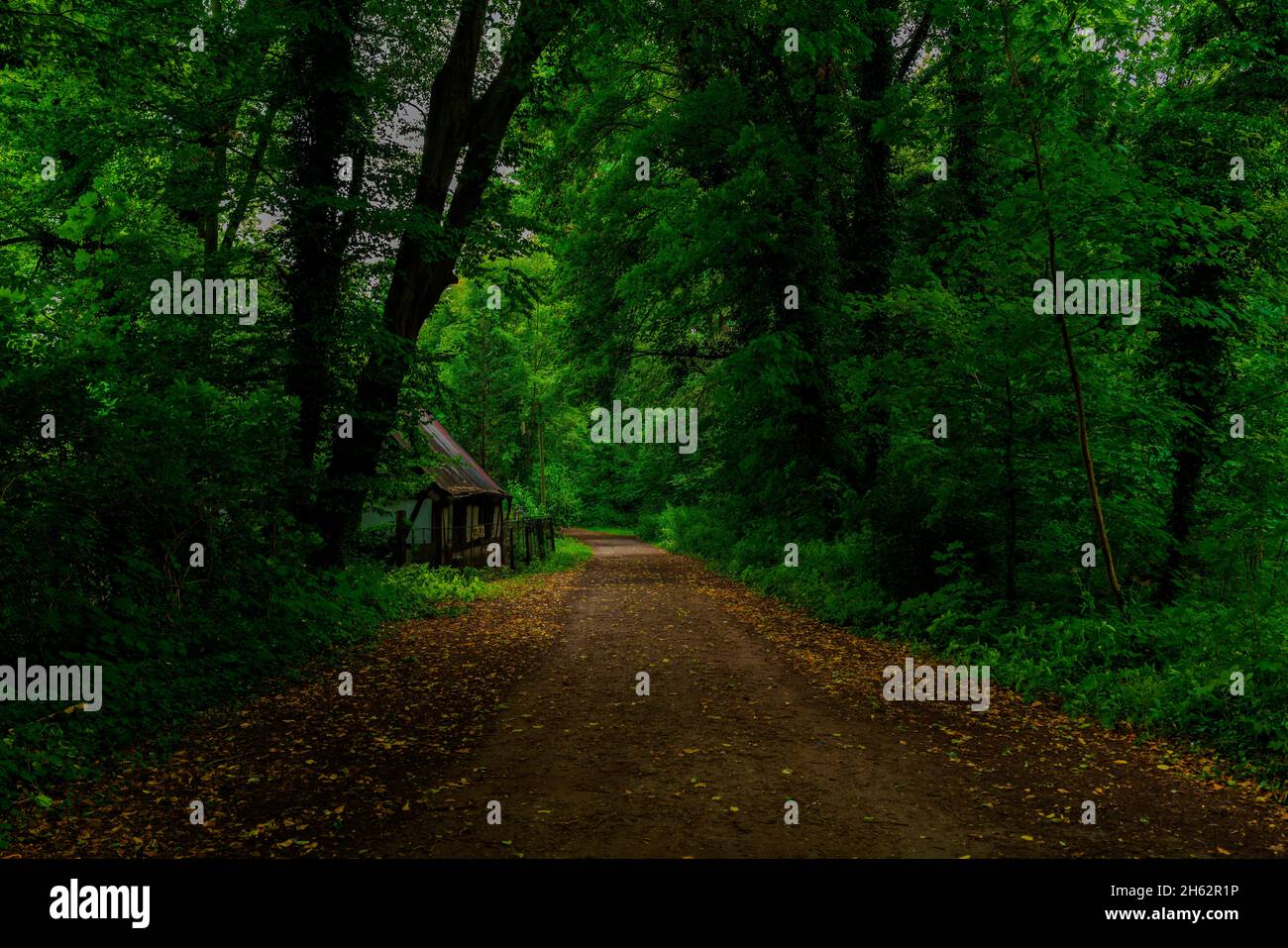 forest road in summer in germany,on the roadside an old little house Stock Photo