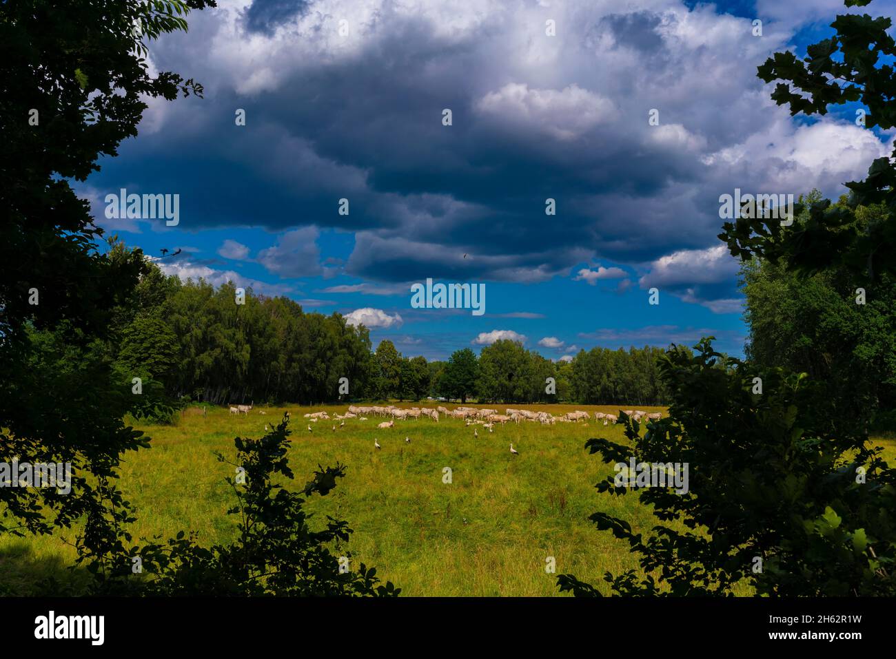green meadow with cows and storks,thick rain clouds and birds in the sky Stock Photo