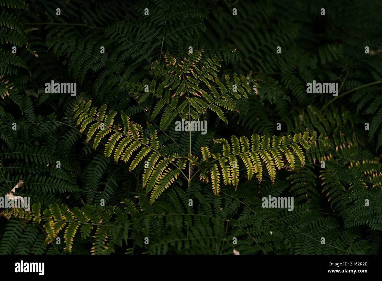 the little autumn,the fern slowly loses its green color,autumn beginning Stock Photo